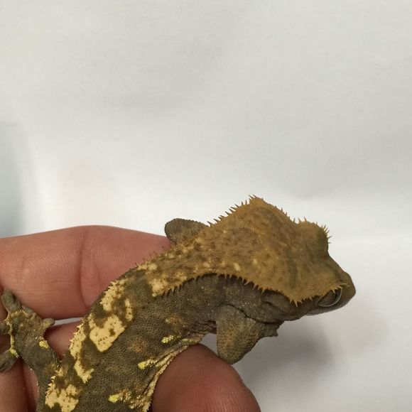 Meet your Posher, Michael - Picture 1 of 1